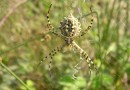 Argiope lobata ©  Pandion Wild Tours